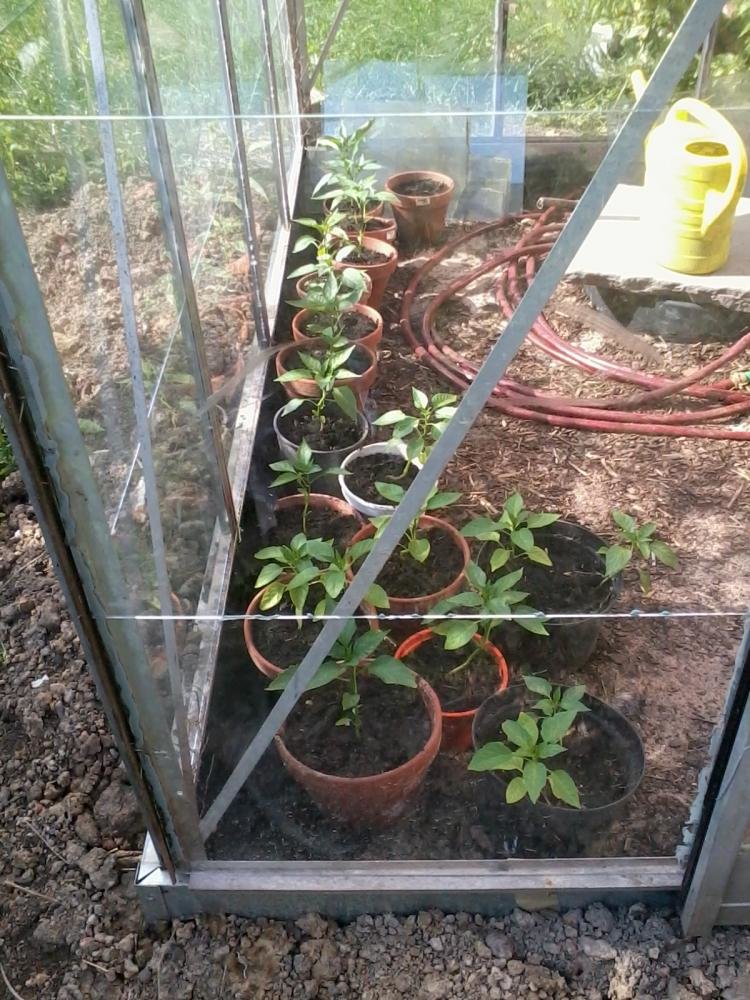 2012-06-22 17.31.08.jpg
