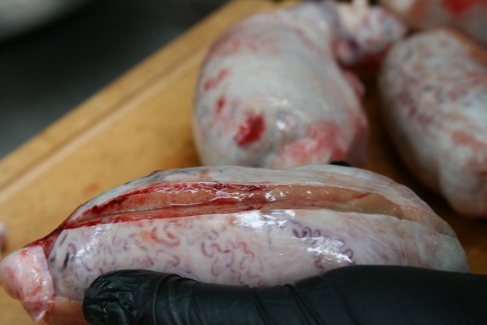 PigSnoots (8 von 22).jpg PigSnoots (8 von 22).jpg