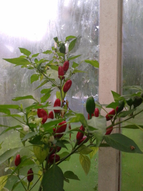 2014-09-27 10.01.50.jpg