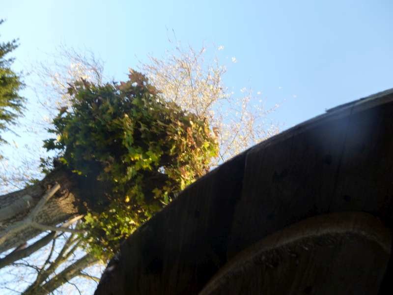 P1000692-800.jpg