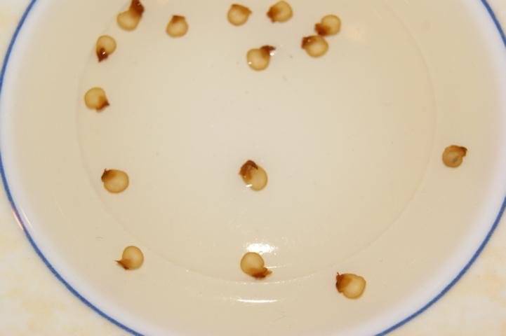 DSC09217.JPG