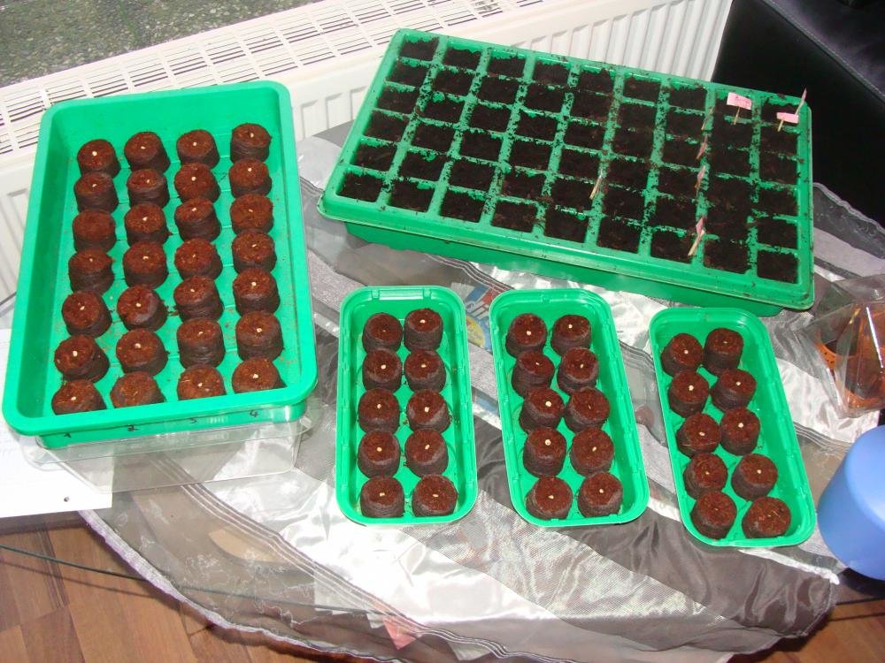 Chillis 005.jpg
