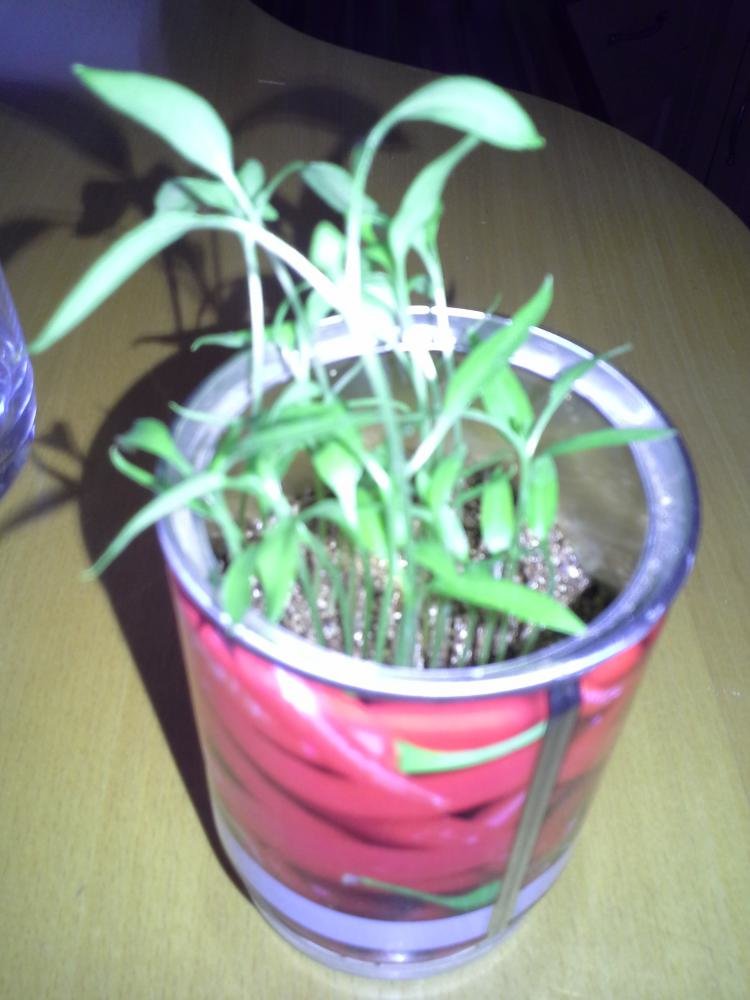 20150403_134737.jpg