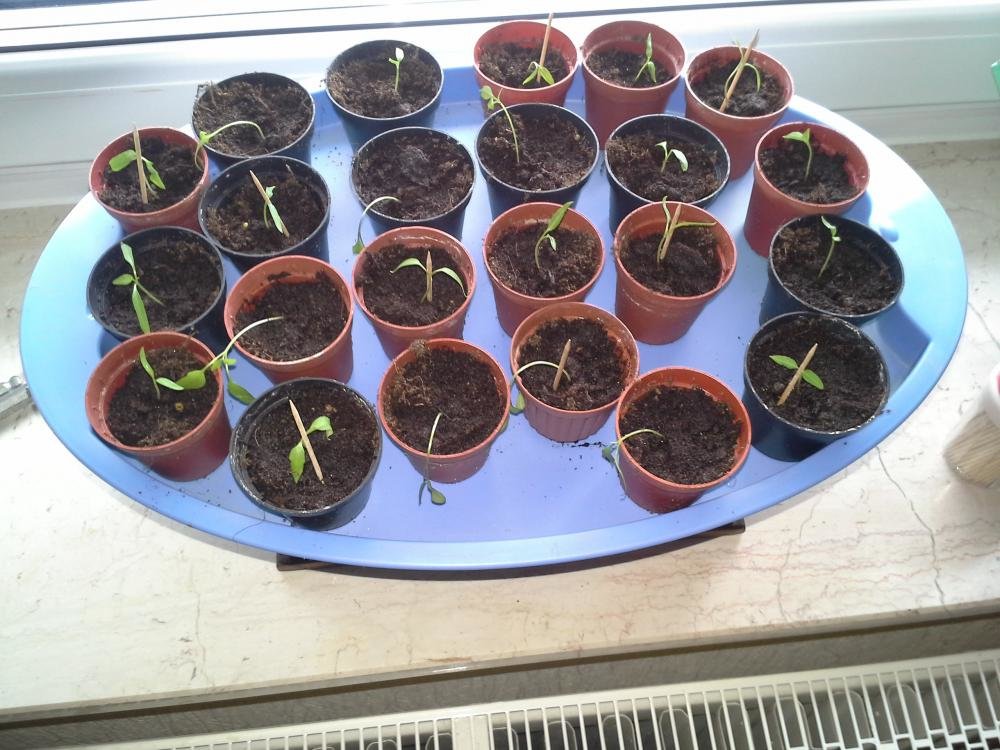 20150403_153416.jpg