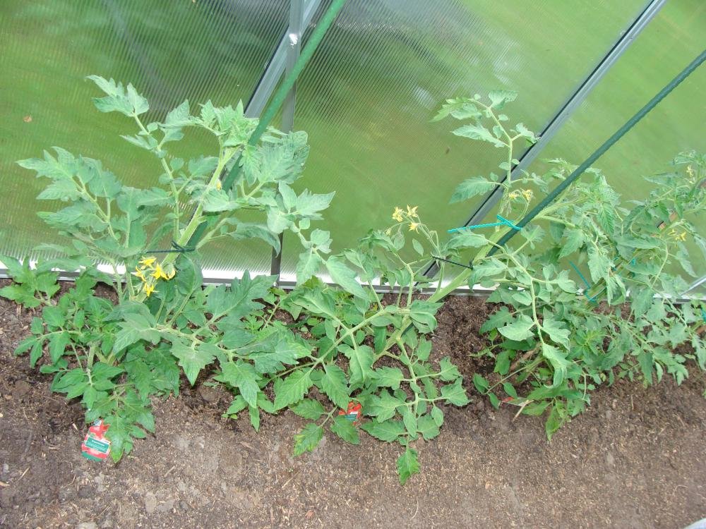 Tomaten u Garten 001.jpg