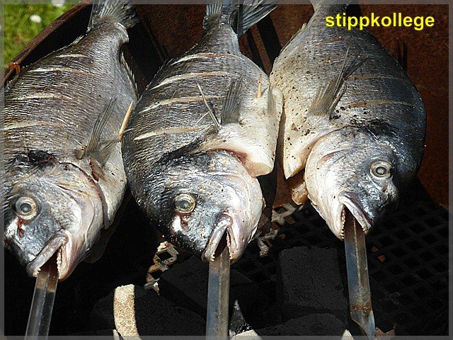 comp_Fisch 006.jpg