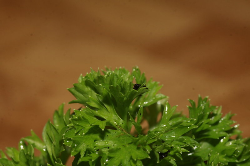 _MG_5465.JPG