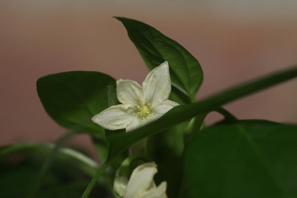 _MG_5654.jpg