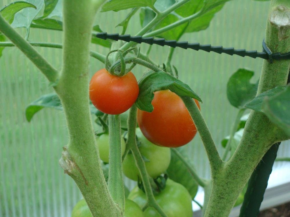 tomata 002.jpg