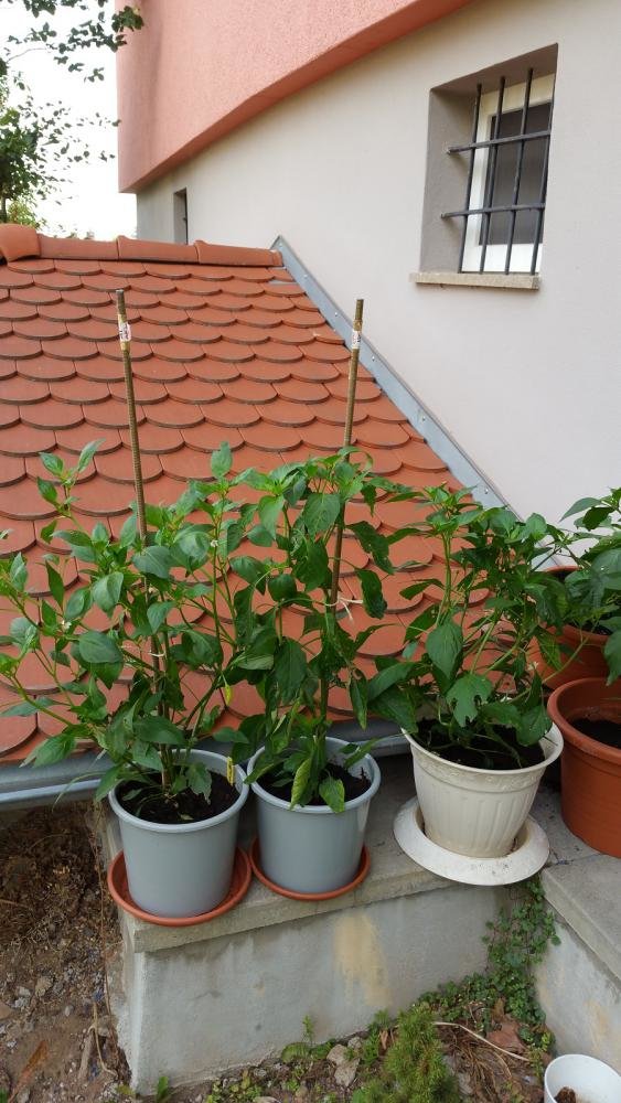 20150809_091917.jpg