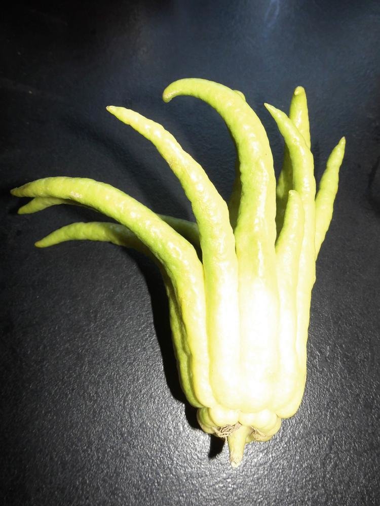 mmm buddhas hand.jpg