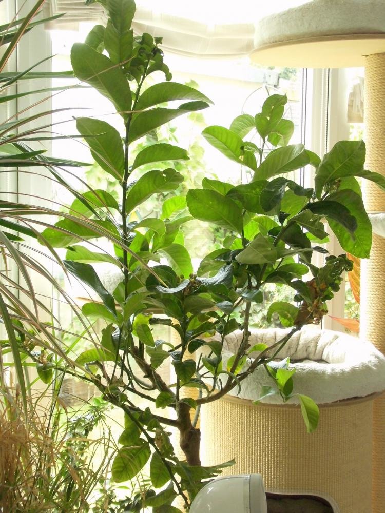 Buddhas Hand.jpg