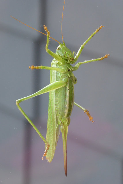Einweihungs-OT_Stoelpe _2015-08_042.jpg
