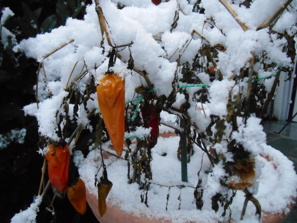 DSCN4770.jpg