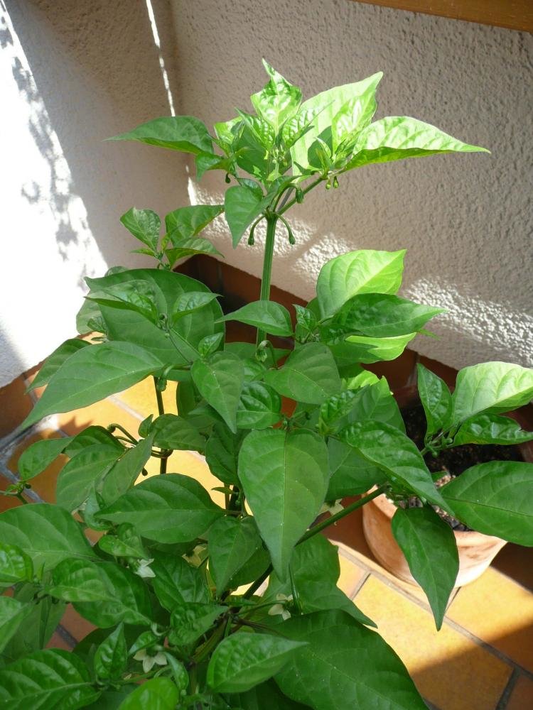 P1020961.jpg