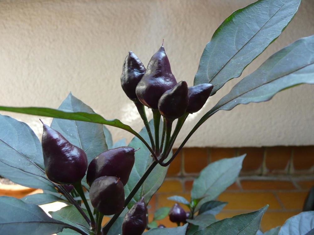 P1020959.jpg