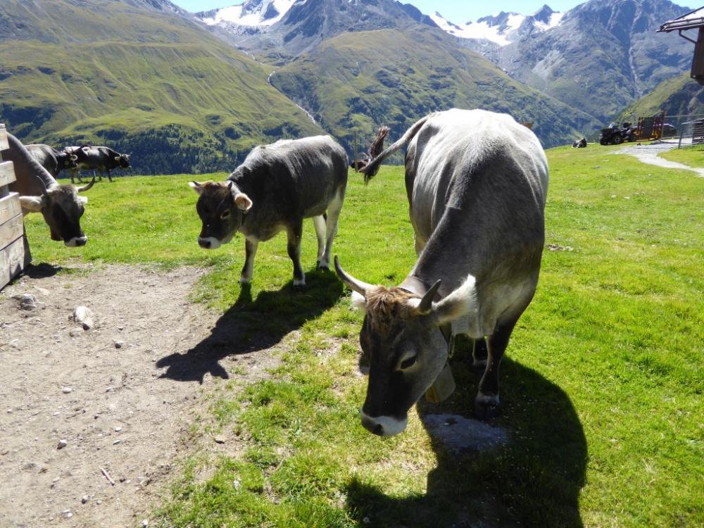 Bergattacke_Oetztal_2016-08_032.jpg Bergattacke_Oetztal_2016-08_032.jpg