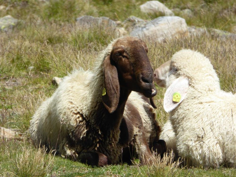 Bergattacke_Oetztal_2016-08_047.jpg Bergattacke_Oetztal_2016-08_047.jpg