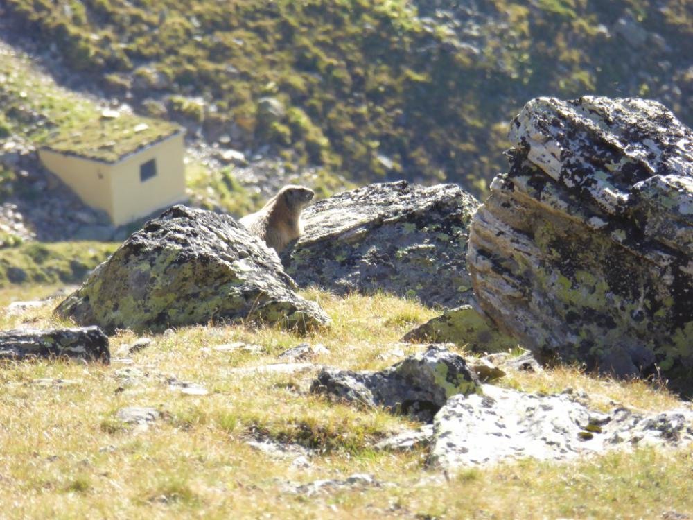 Bergattacke_Oetztal_2016-08_233.jpg Bergattacke_Oetztal_2016-08_233.jpg