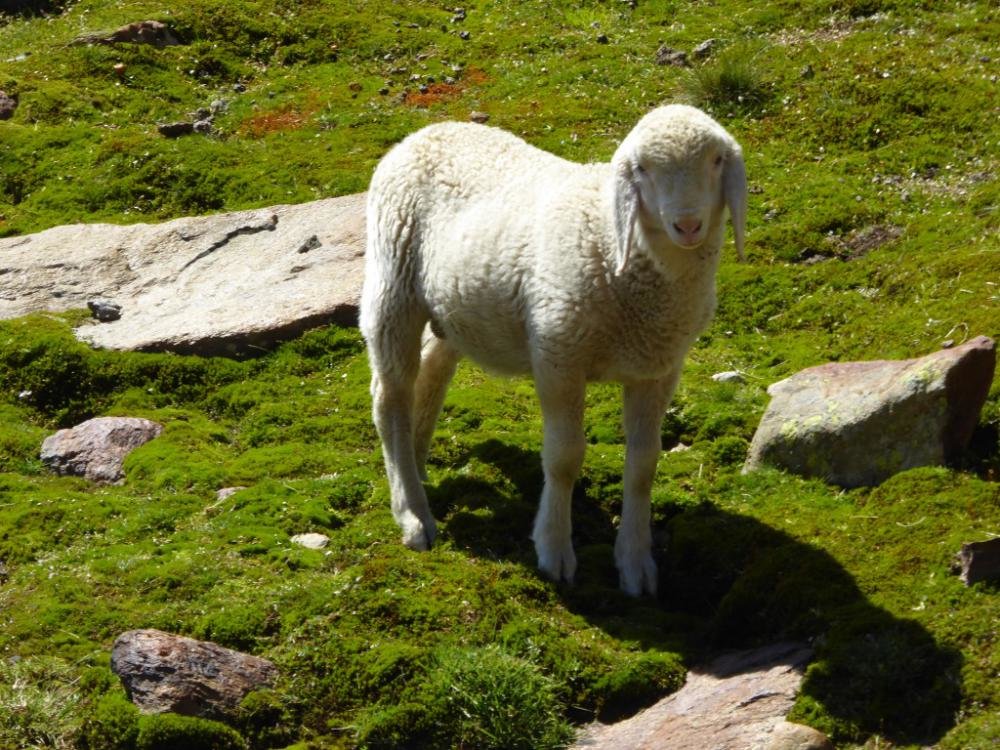 Bergattacke_Oetztal_2016-08_431.jpg Bergattacke_Oetztal_2016-08_431.jpg