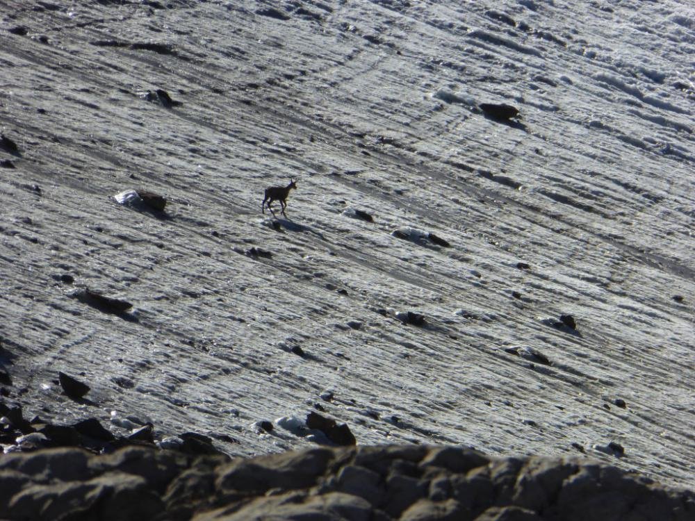 Bergattacke_Oetztal_2016-08_561.jpg Bergattacke_Oetztal_2016-08_561.jpg