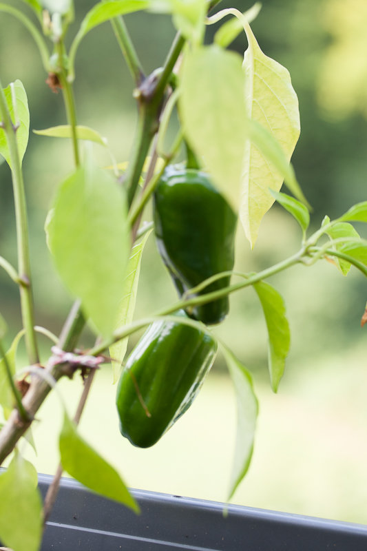 chili (2 von 6).jpg