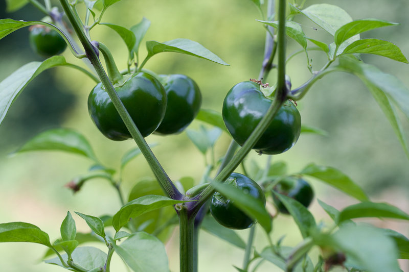 chili (3 von 6).jpg