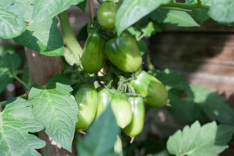 chili (4 von 6).jpg