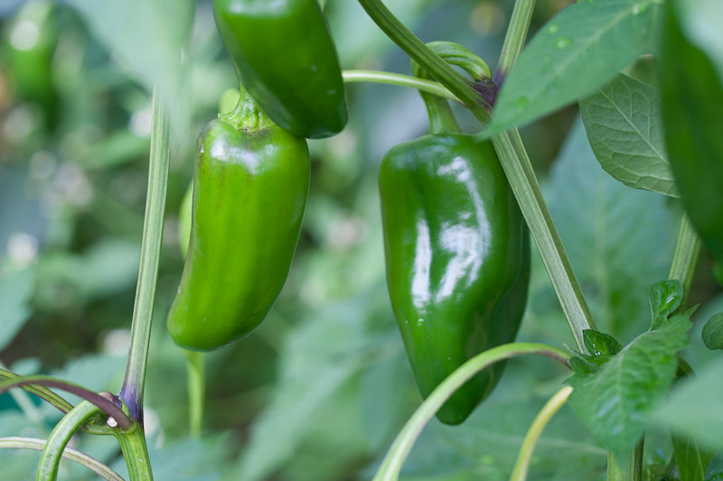 chili (5 von 6).jpg
