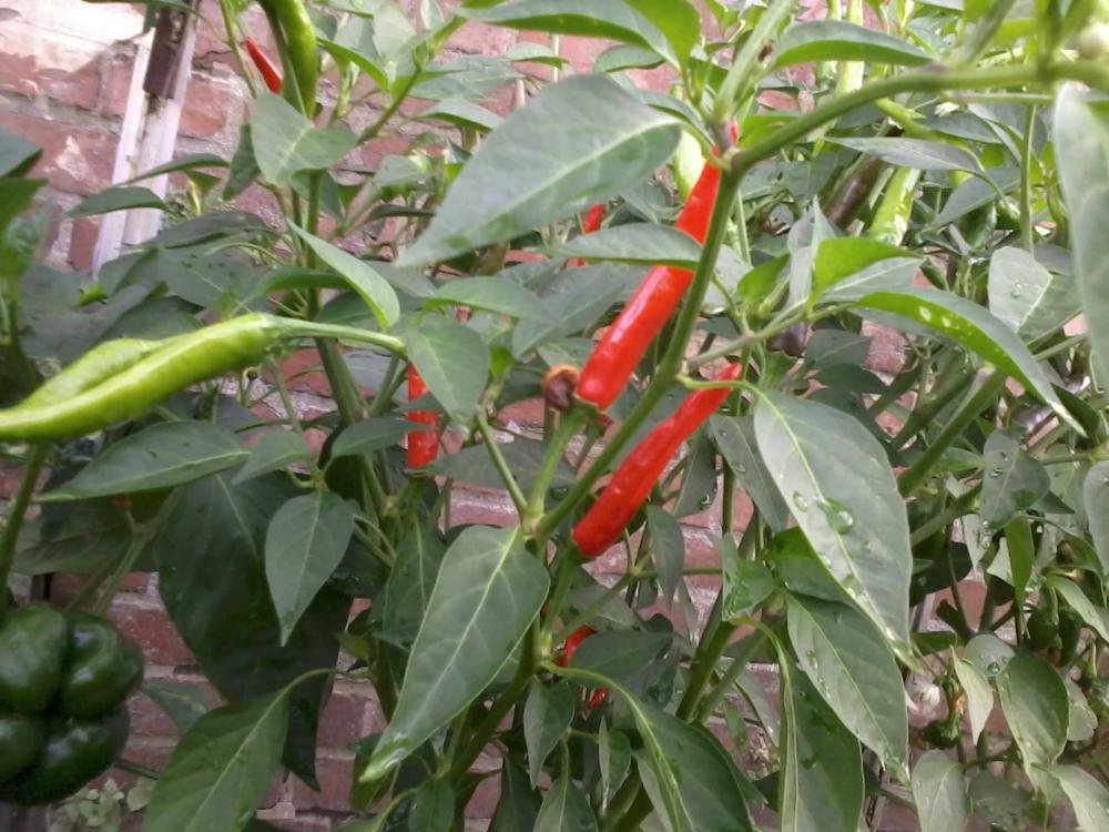 2012-08-17 09.38.27.jpg