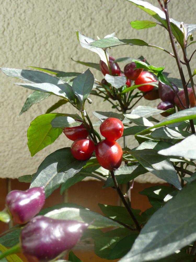 P1030264.jpg