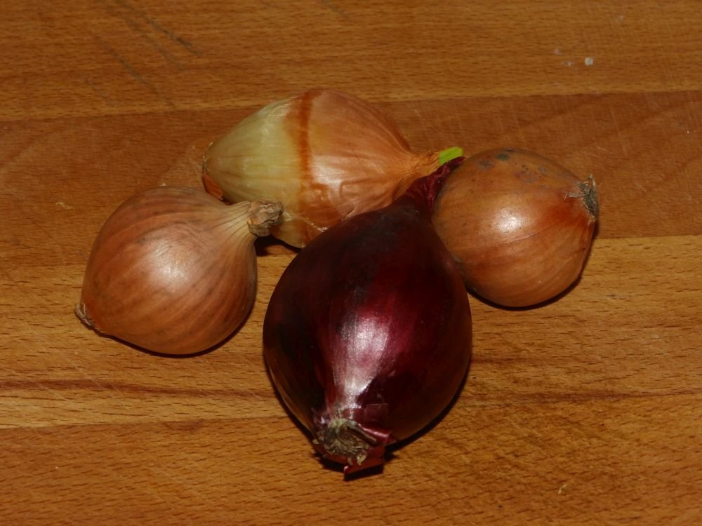 07_Zwiebeln.jpg