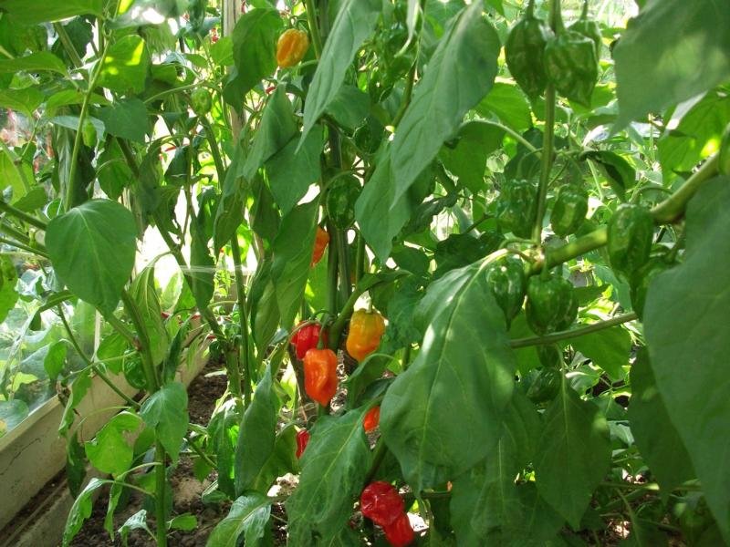 K800_Bhut Jolokia 001.JPG