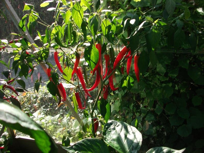 K800_Bhut Jolokia 002.JPG