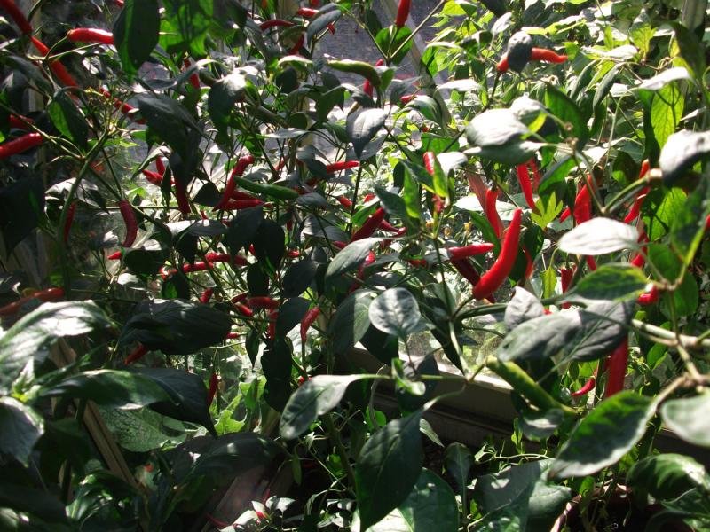 K800_Bhut Jolokia 003.JPG