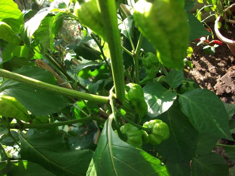 K800_Bhut Jolokia 004.JPG