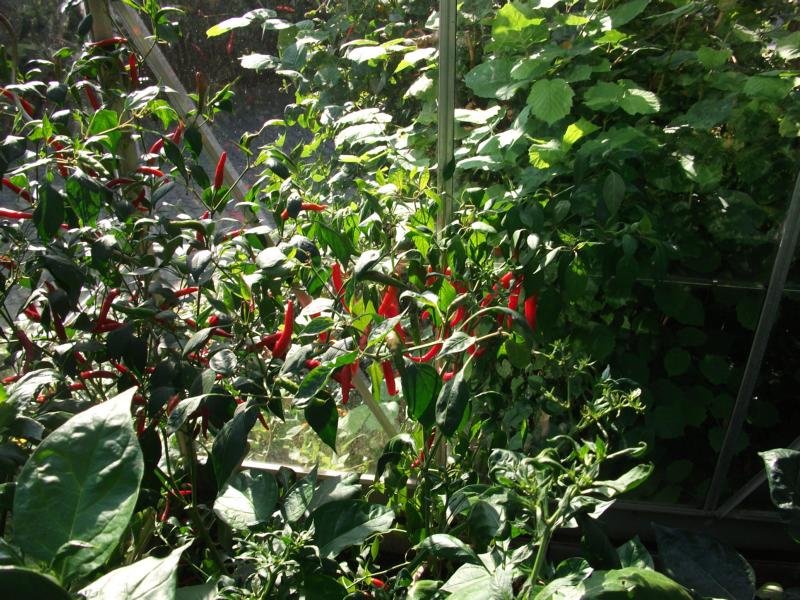 K800_Bhut Jolokia 005.JPG