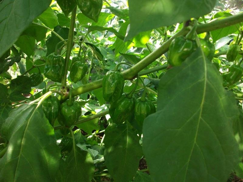 K800_Bhut Jolokia 006.JPG