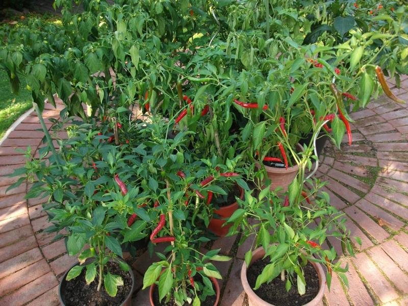 K800_Bhut Jolokia 007.JPG
