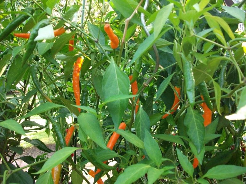 K800_Bhut Jolokia 008.JPG