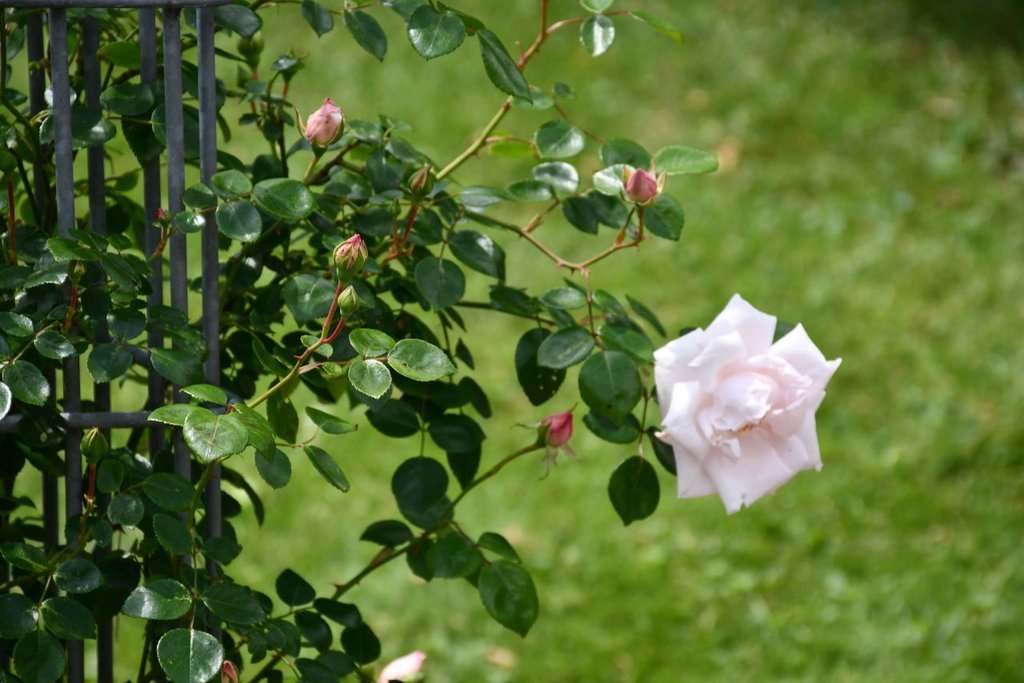 DSC_0517.jpg