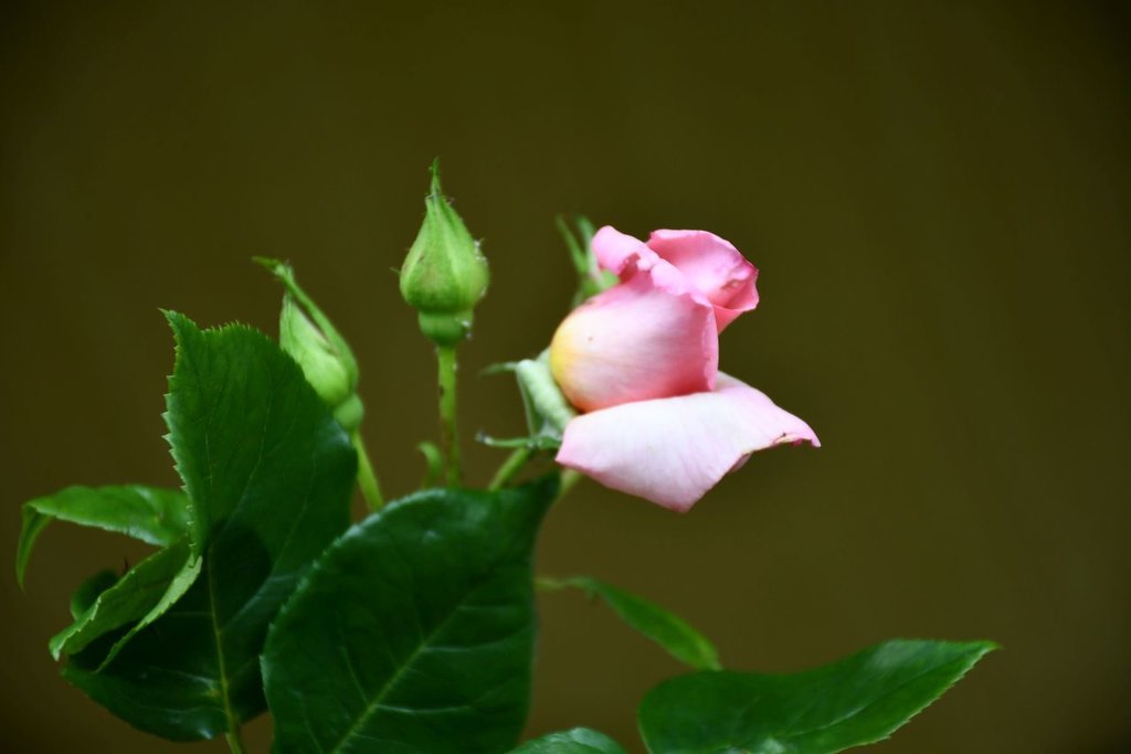 DSC_0524.jpg