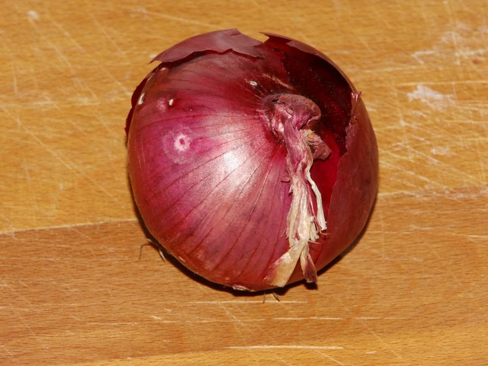02_Zwiebel.jpg