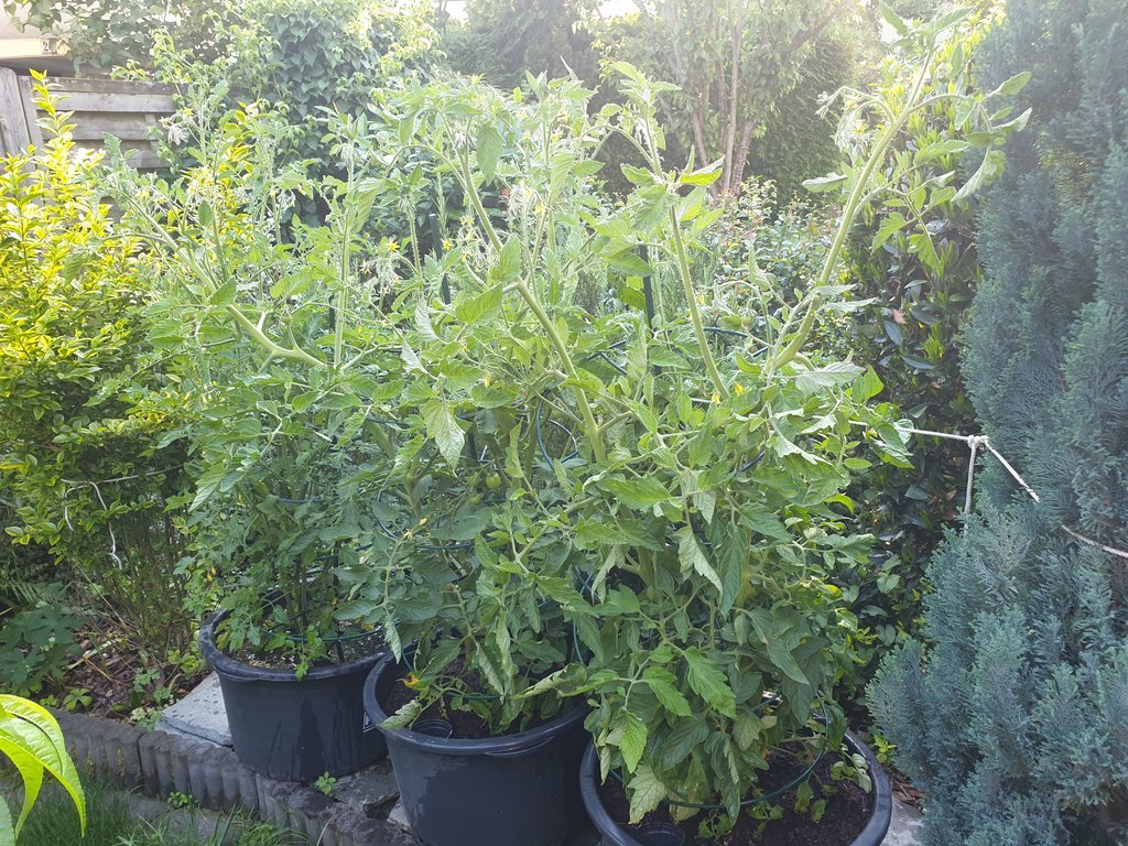 20190616_184357.jpg