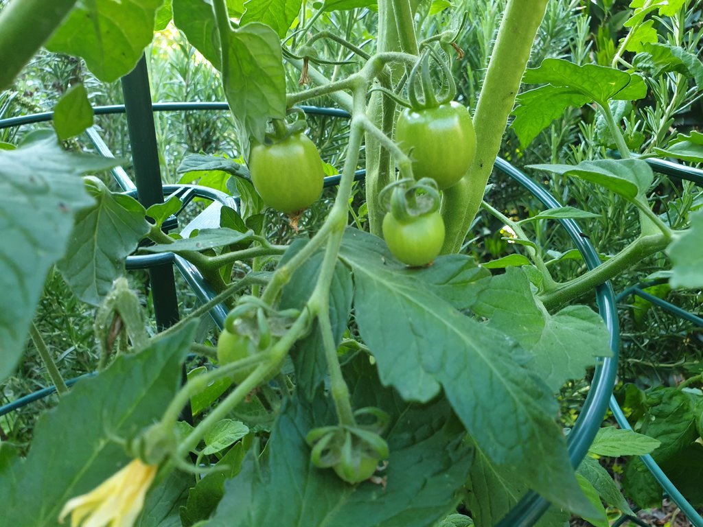20190616_184434.jpg