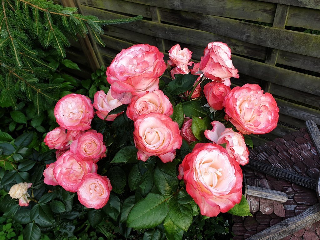 20190623_194402.jpg