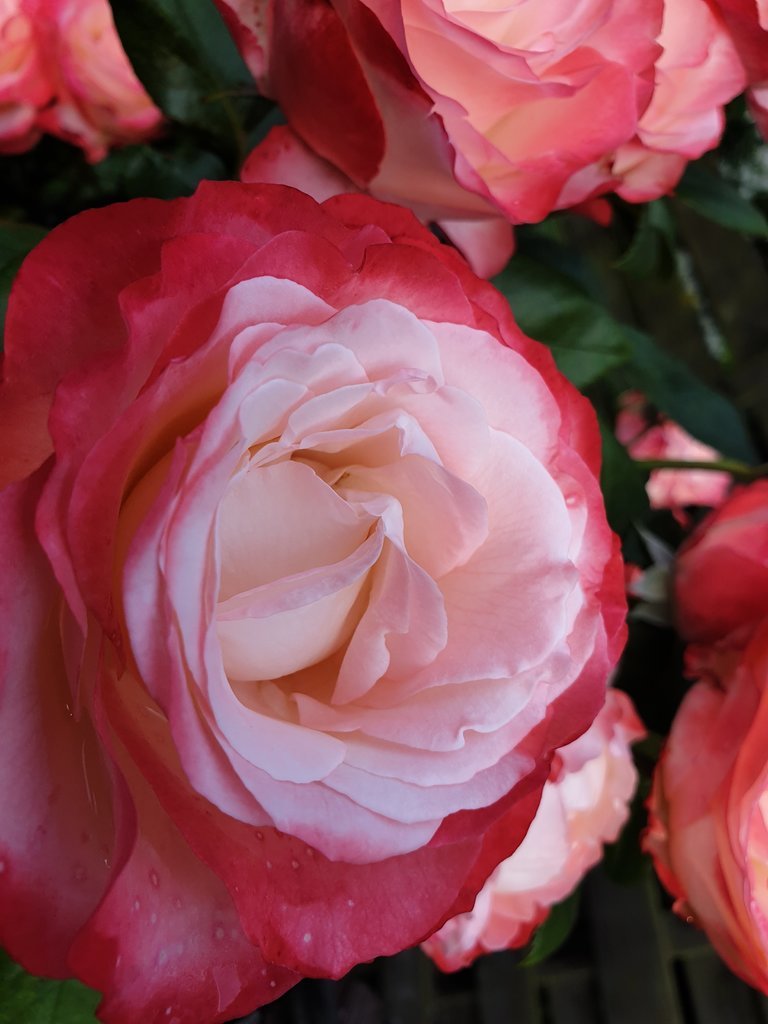 20190623_194415.jpg