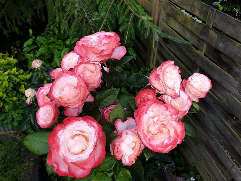 20190623_194433.jpg