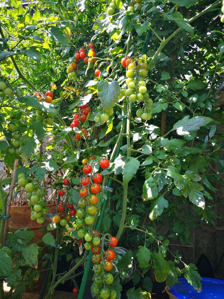 IMG_20190716_122908.jpg