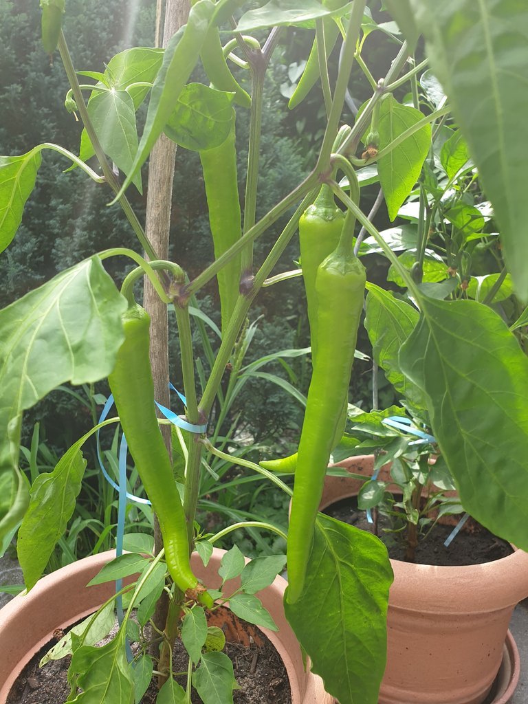 20190806_161913.jpg